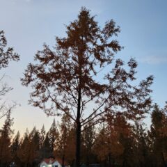 계룡산 드라이브도 성공한 후기 (대전연수)